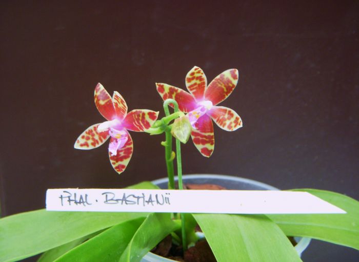 Phalaenopsis Bastanii