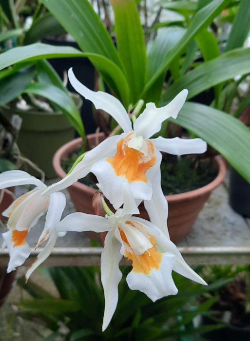 COELOGYNE UNCHAINED MELODY