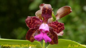 Cattleya tigrina 'Dark Prince'