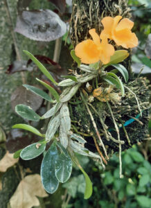 Dendrobium jenkisii