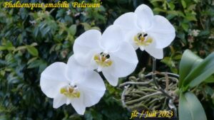 Phalaenopsis amabilis 'Palawan'