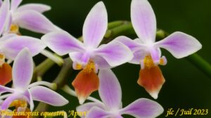 Phalaenopsis equestris 'Apari'