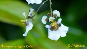 Tolumnia variegata 'Cuba' f1