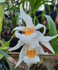 COELOGYNE UNCHAINED MELODY